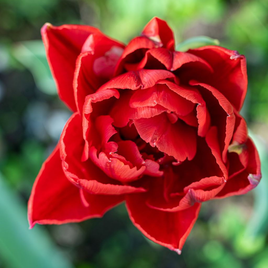 Tulipa Largo- Double Early Tulip