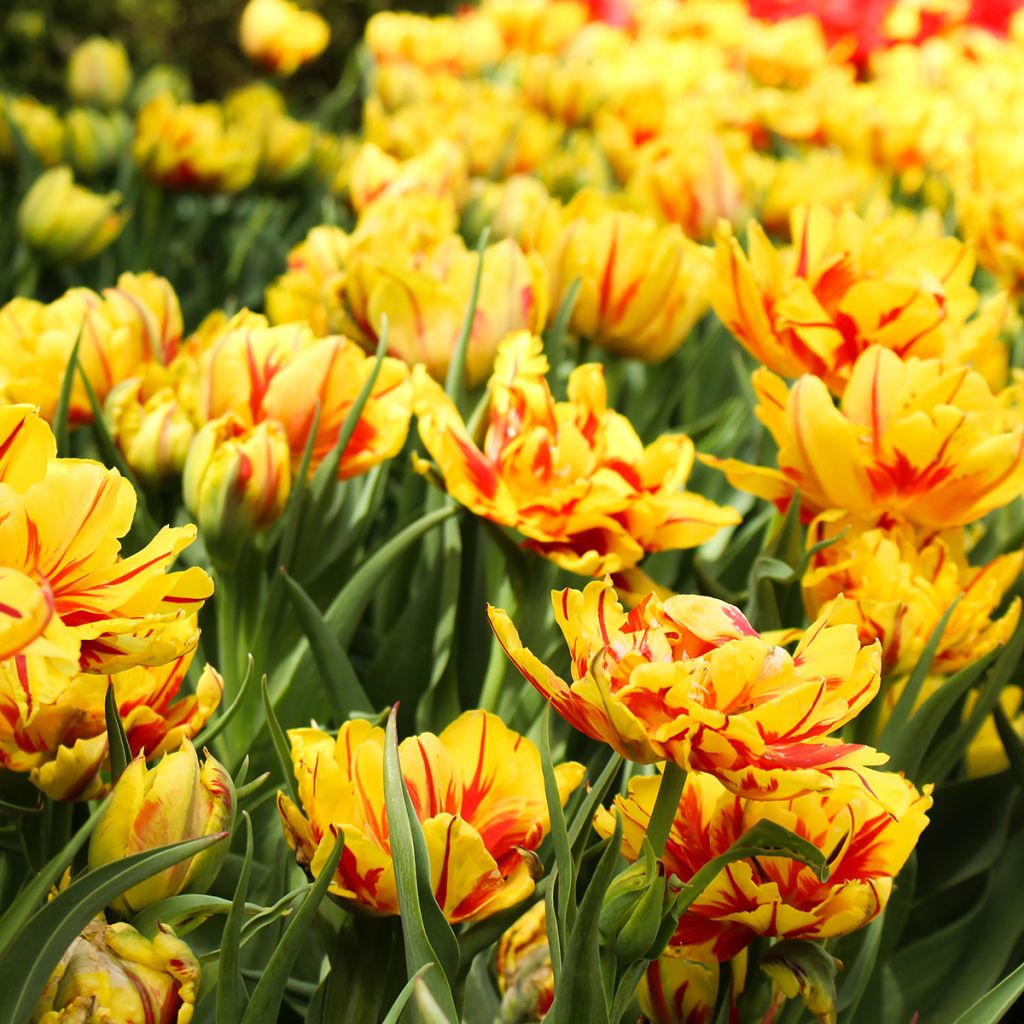 Tulipa Monsella- Double Early Tulip