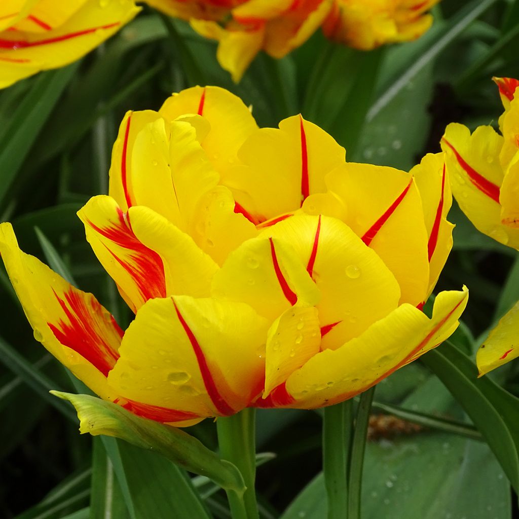 Tulipa Monsella- Double Early Tulip