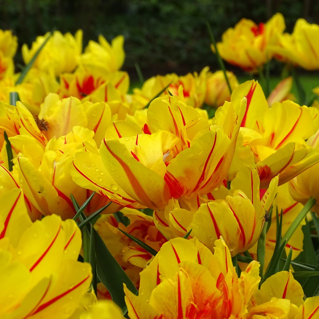 Tulipa Monsella- Double Early Tulip