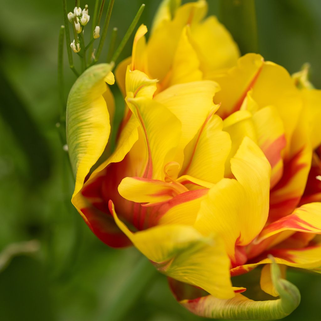 Tulipa Monsella- Double Early Tulip