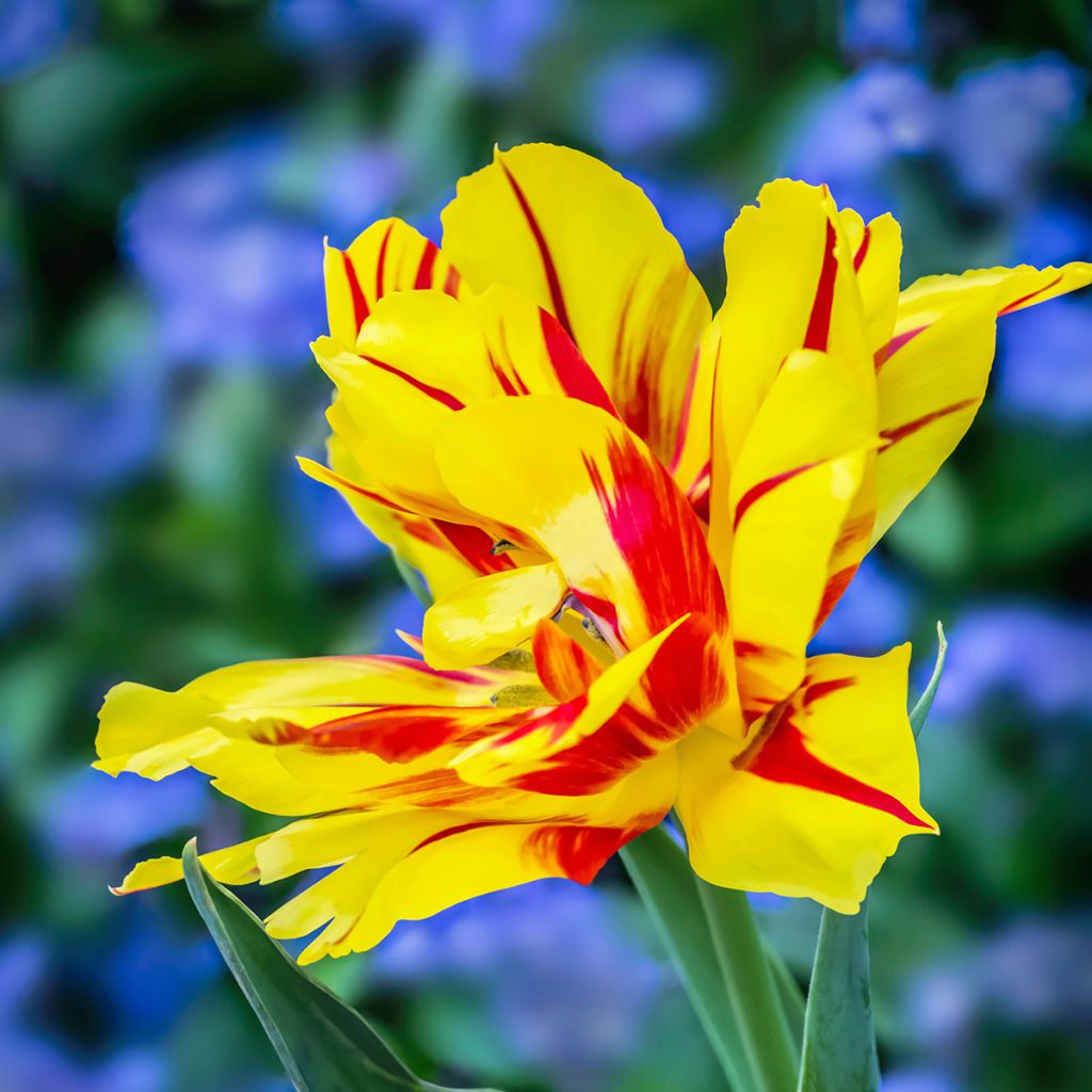 Tulipa Monsella- Double Early Tulip