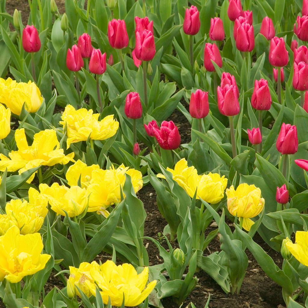 Tulipa Monte Carlo- Double Early Tulip