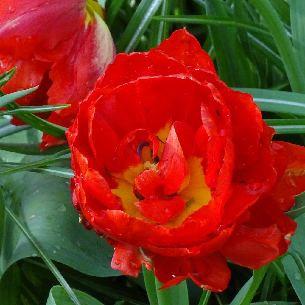 Tulipa Viking- Double Early Tulip