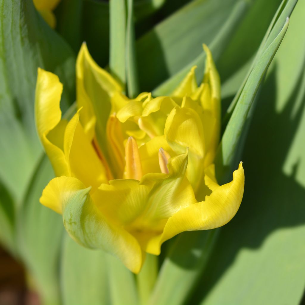 Tulipa Yellow Baby- Double Early Tulip
