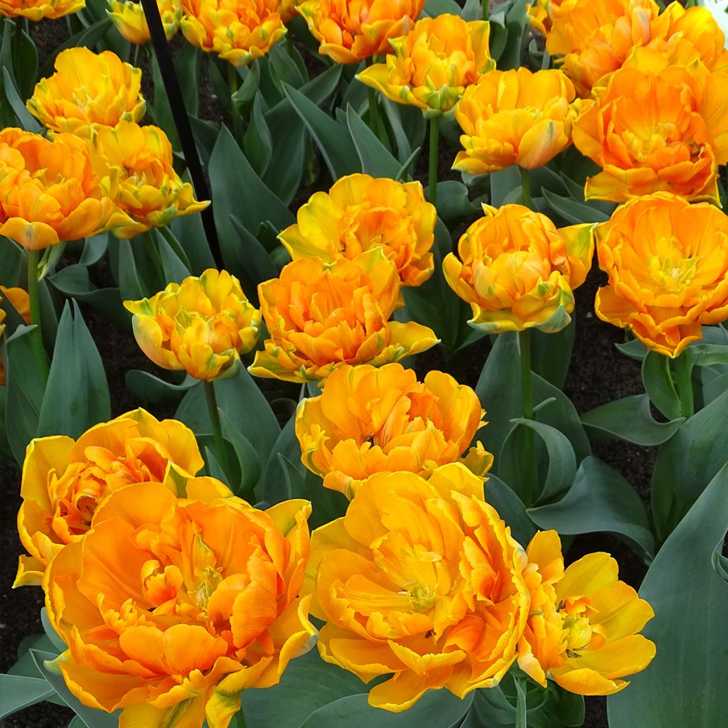 Tulipa Orange Princess - Double Late Tulip