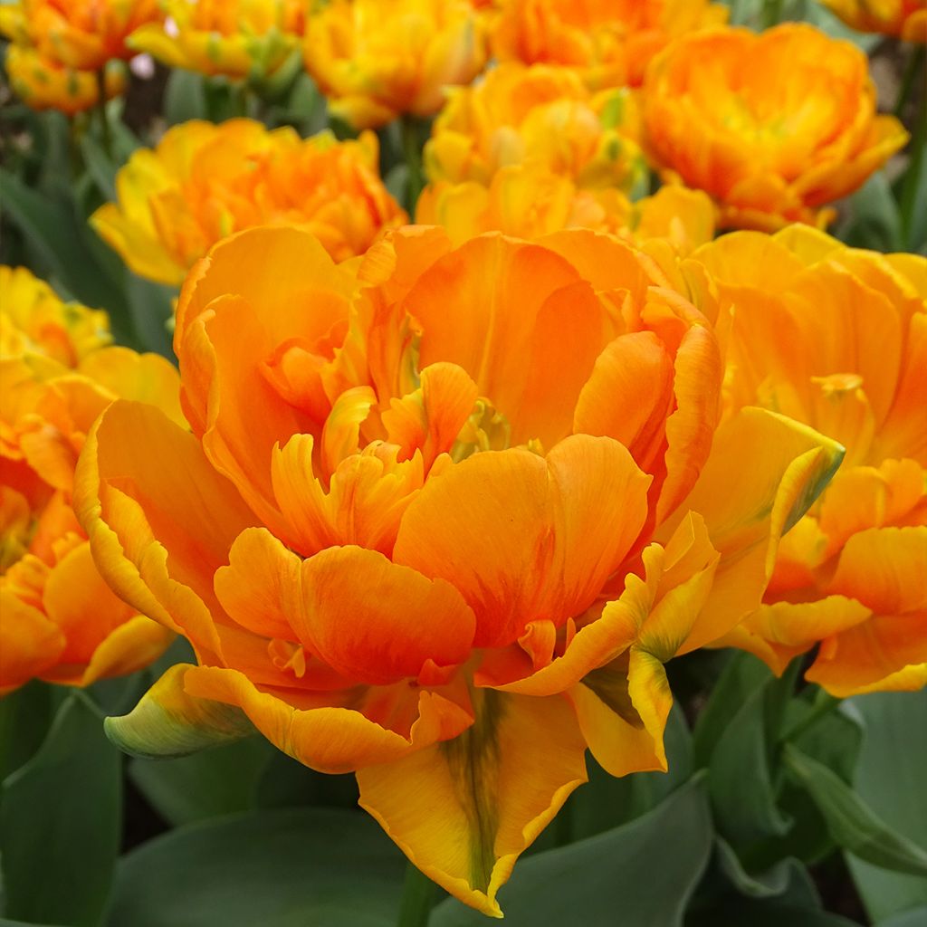 Tulipa Orange Princess - Double Late Tulip