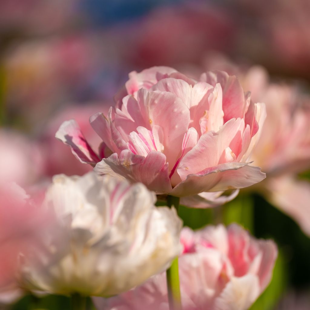 Tulipa Angélique - Double Late Tulip