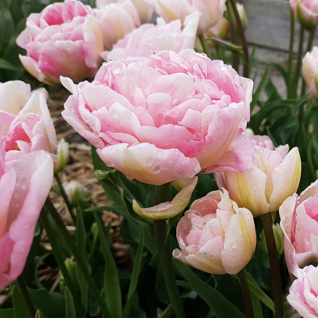 Tulipa Angélique - Double Late Tulip