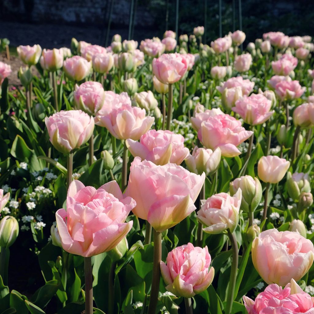 Tulipa Angélique - Double Late Tulip