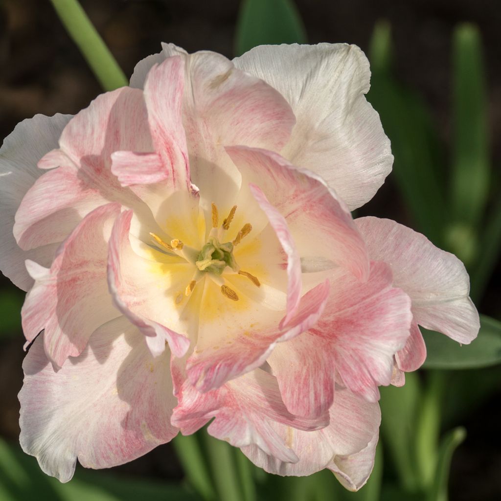 Tulipa Angélique - Double Late Tulip