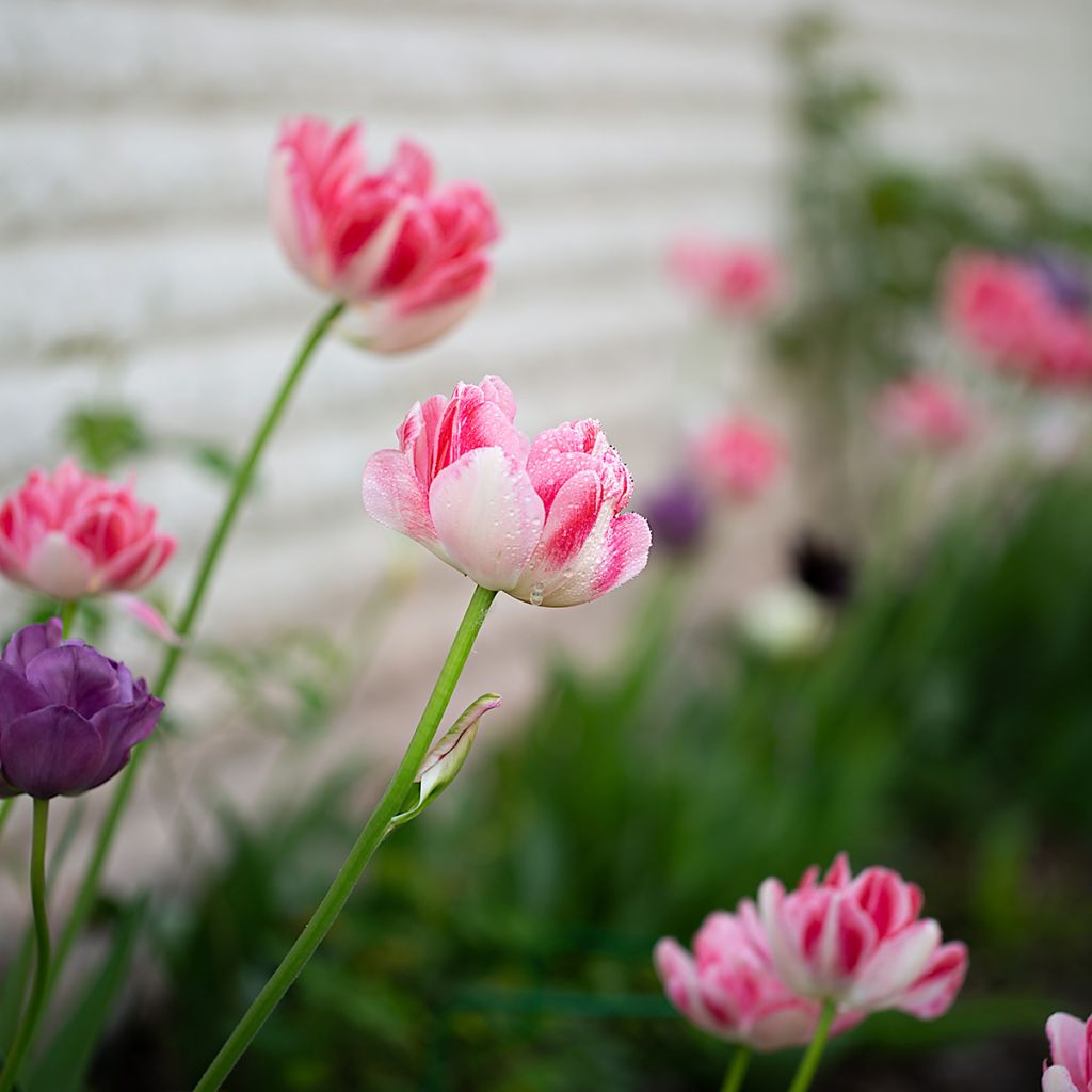 Tulipa Angélique - Double Late Tulip