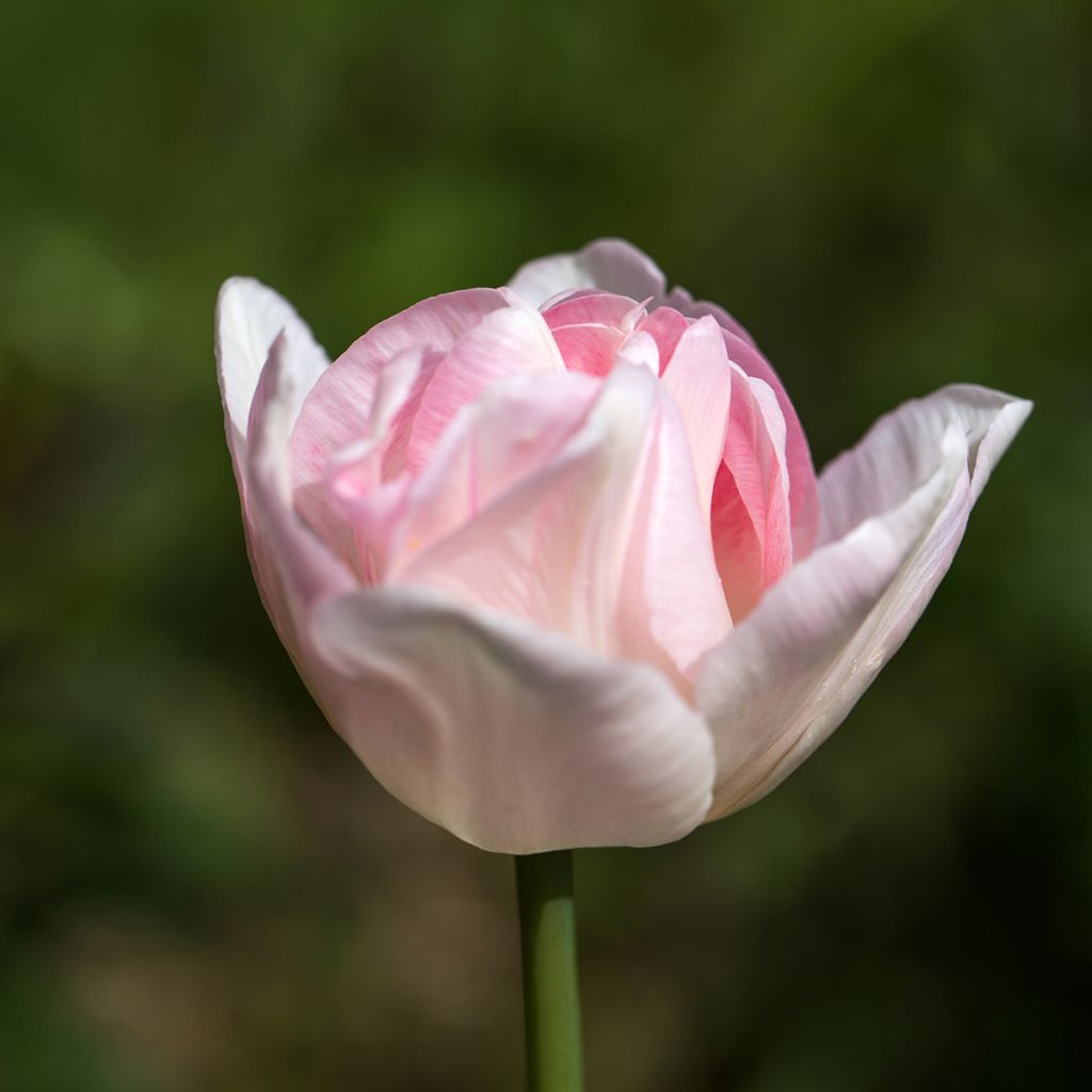 Tulipa Angélique - Double Late Tulip