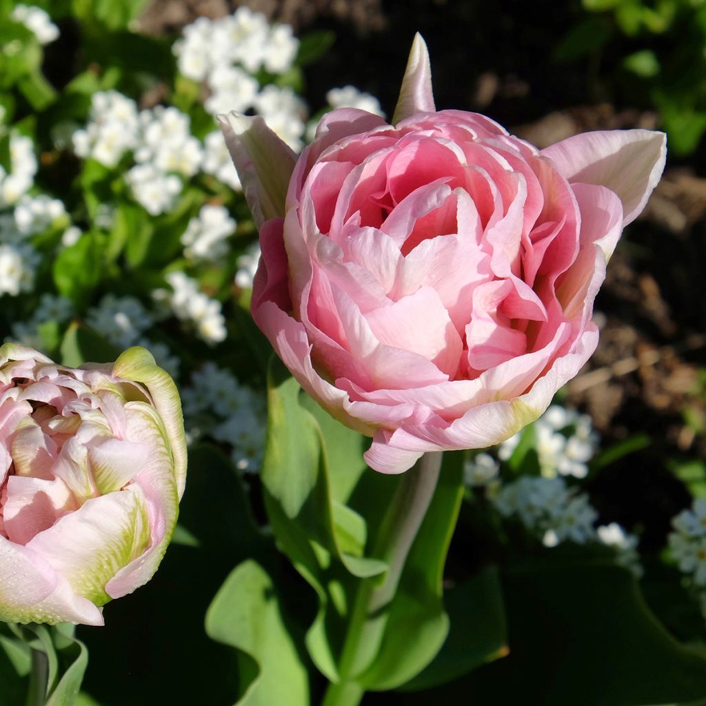 Tulipa Angélique - Double Late Tulip