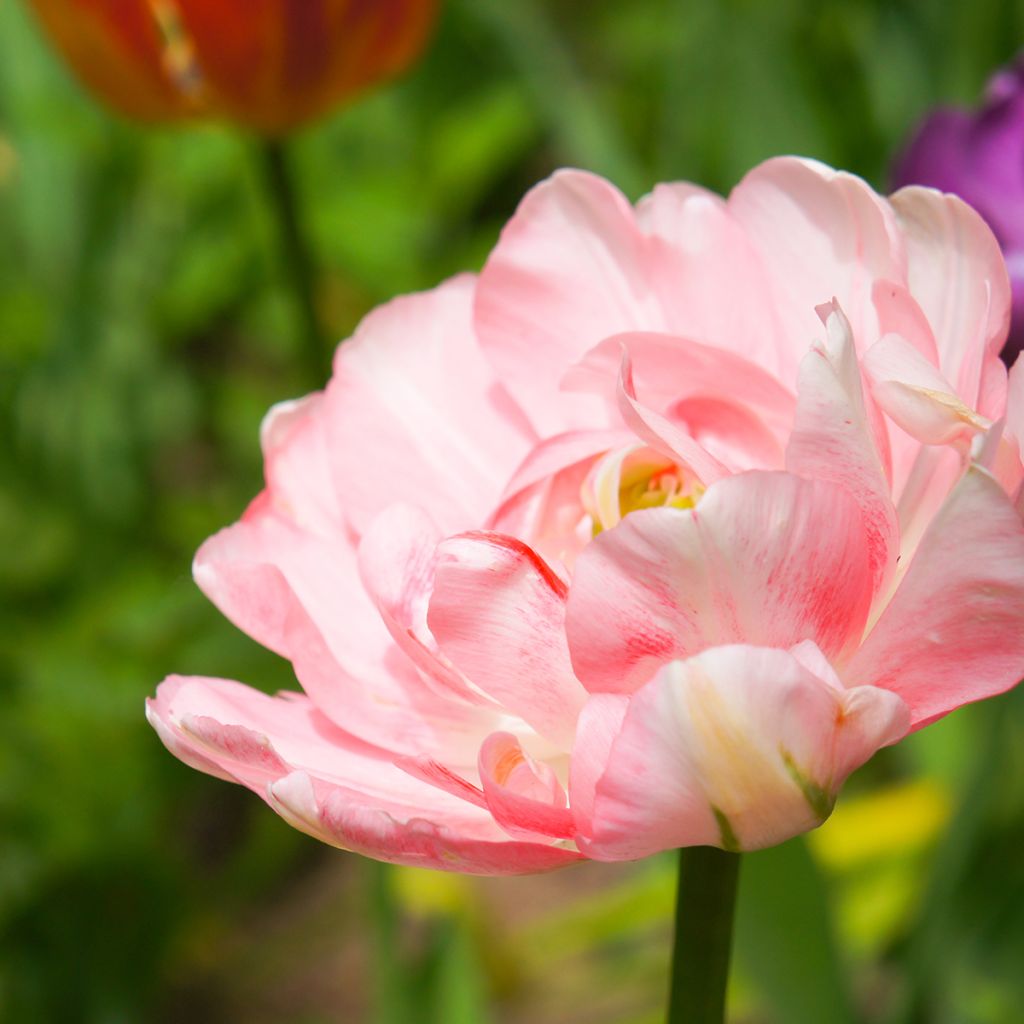 Tulipa Angélique - Double Late Tulip