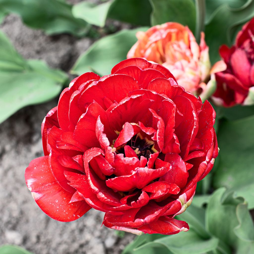 Tulipa Gudoshnik Double