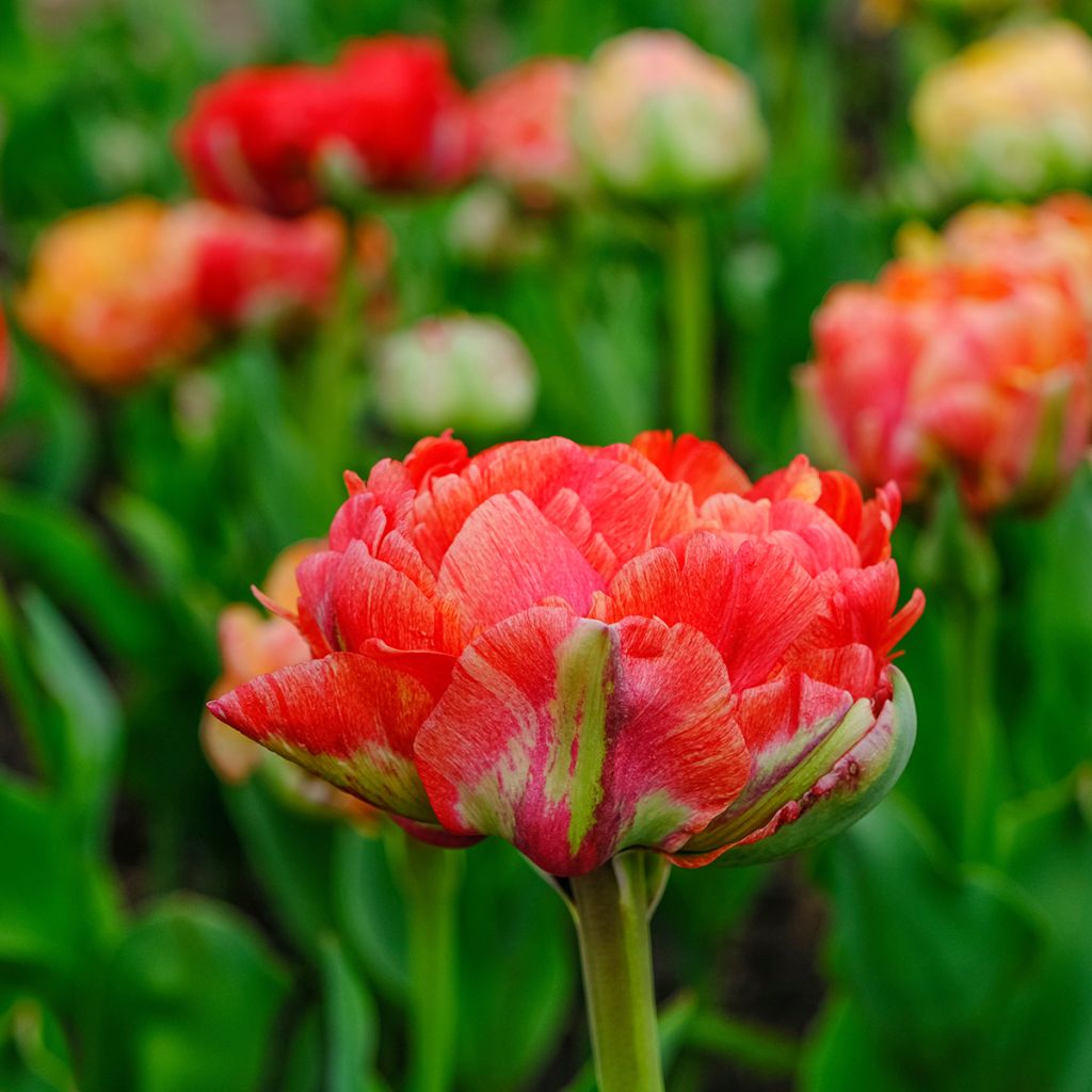 Tulipa Gudoshnik Double