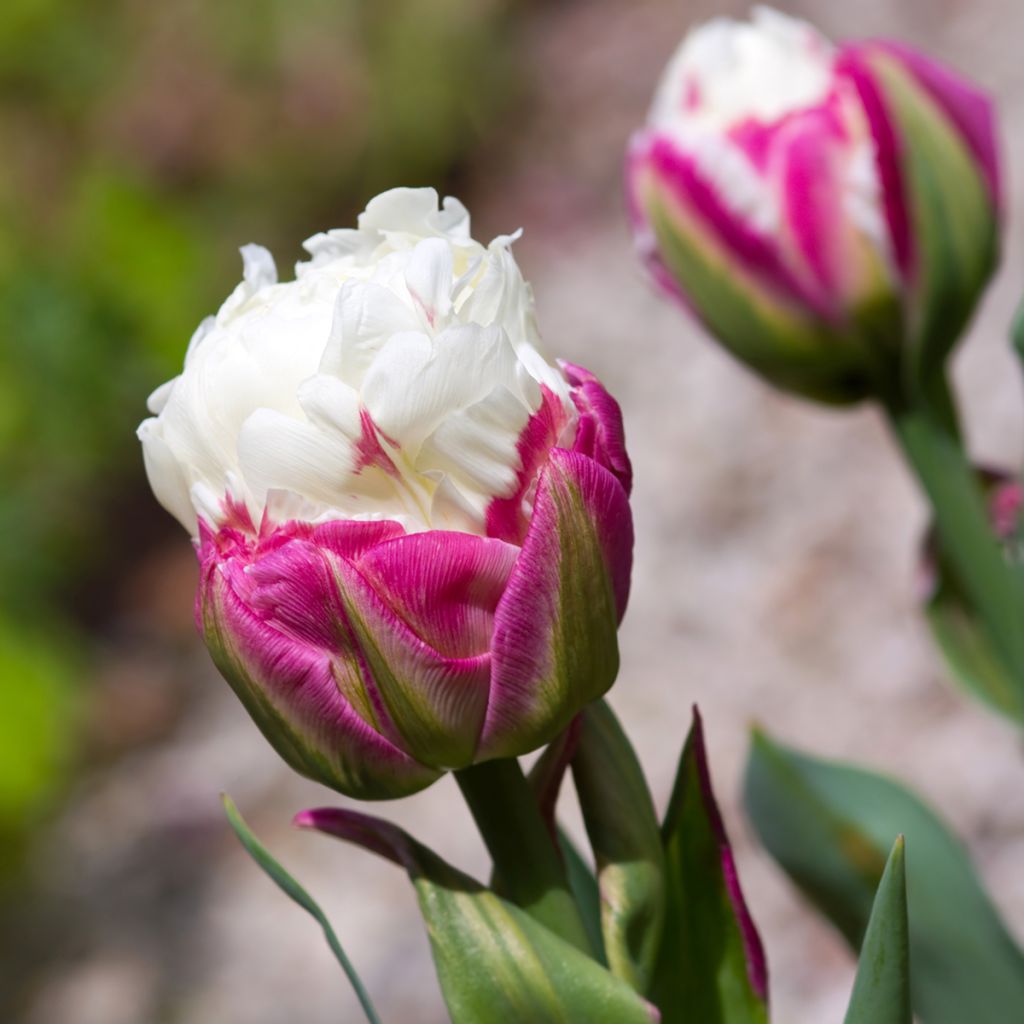 Tulipa Ice Cream - Double Late Tulip