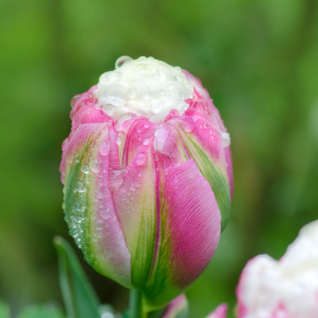 Tulipa Ice Cream - Double Late Tulip