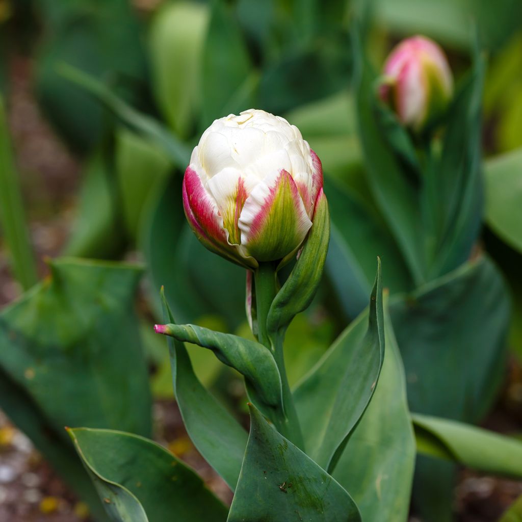 Tulipa Ice Cream - Double Late Tulip