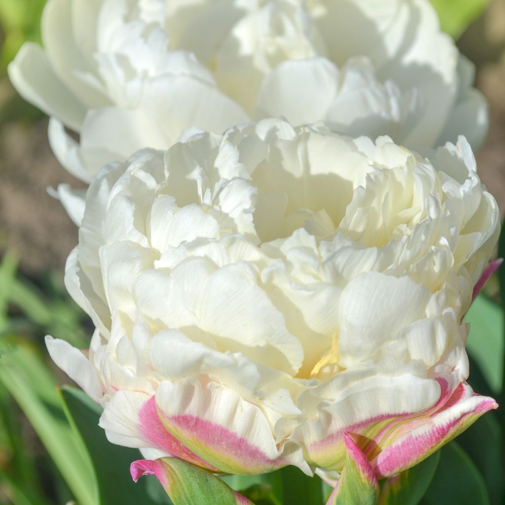 Tulipa Ice Cream - Double Late Tulip