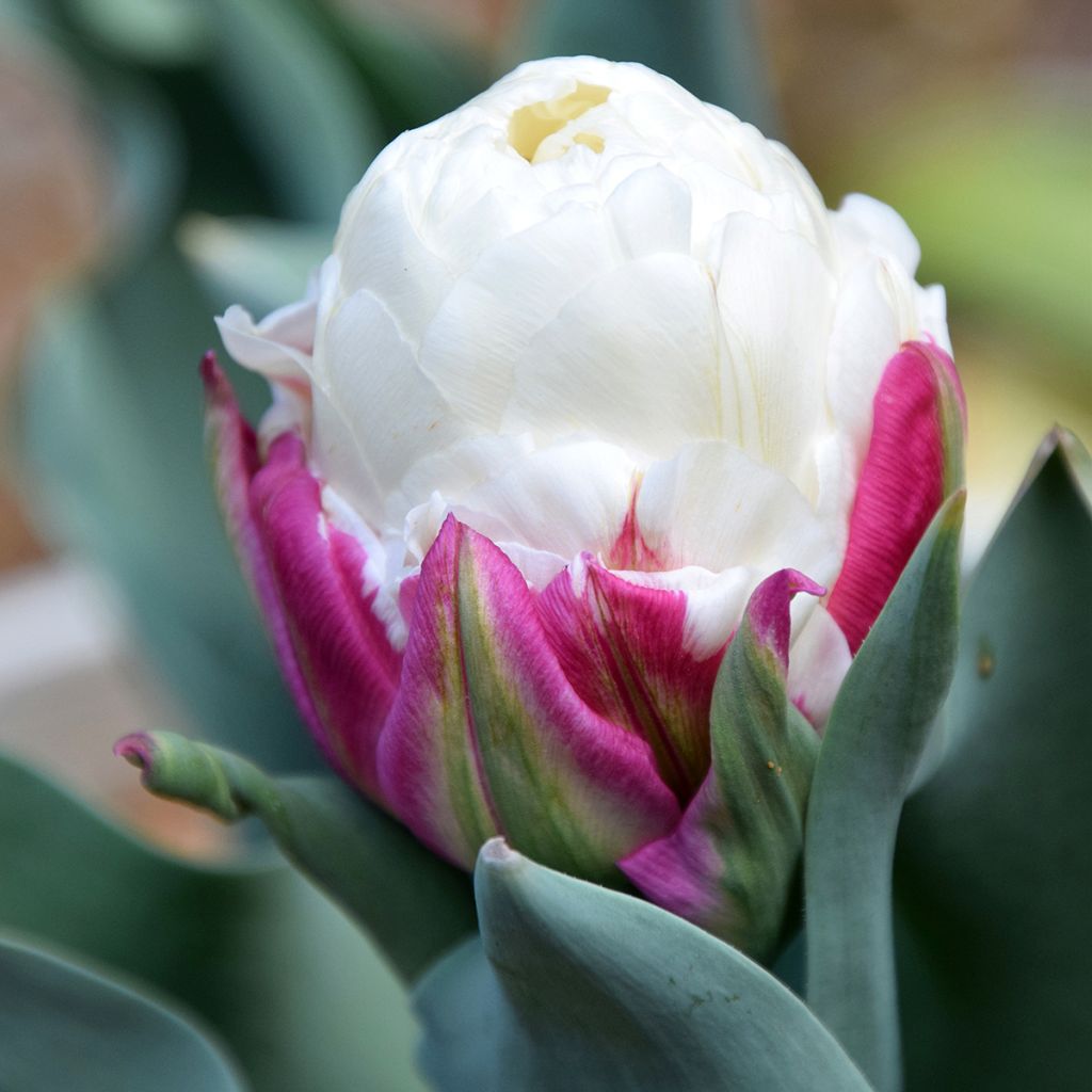 Tulipa Ice Cream - Double Late Tulip