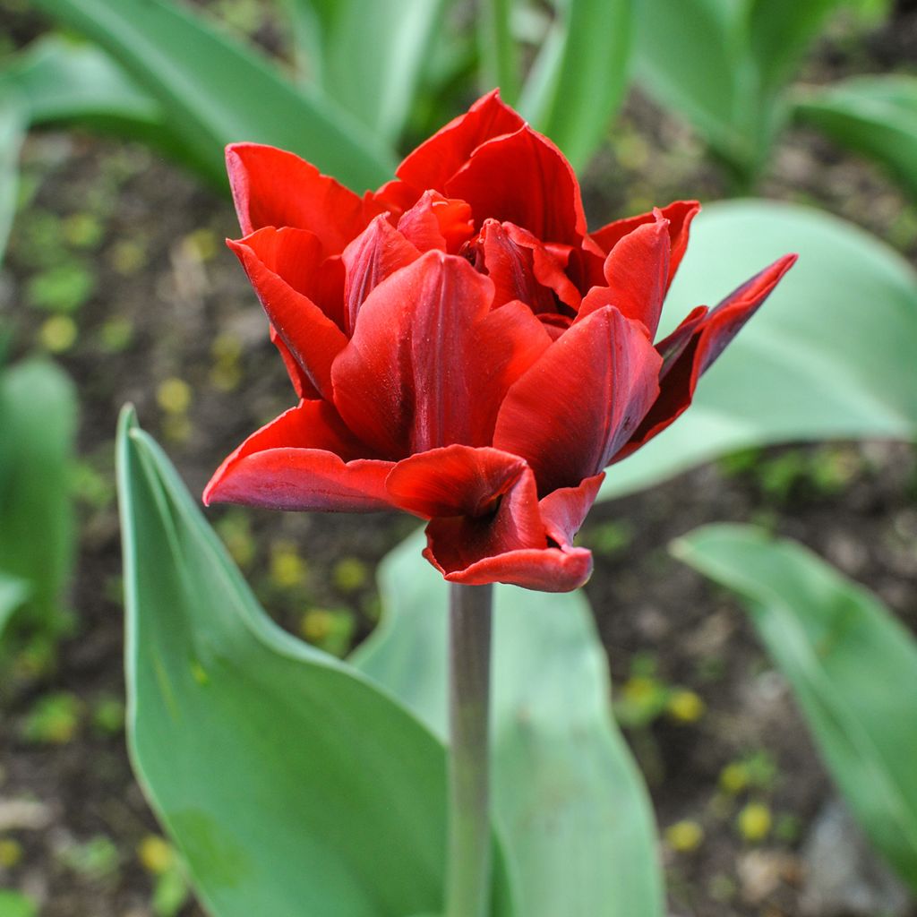 Tulipa Red Princess - Double Late Tulip