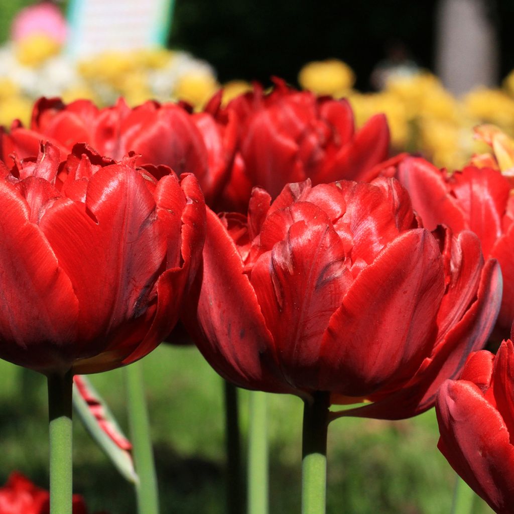 Tulipa Red Princess - Double Late Tulip