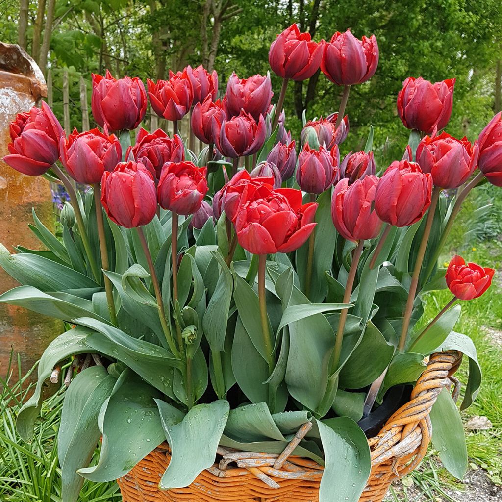 Tulipa Red Princess - Double Late Tulip