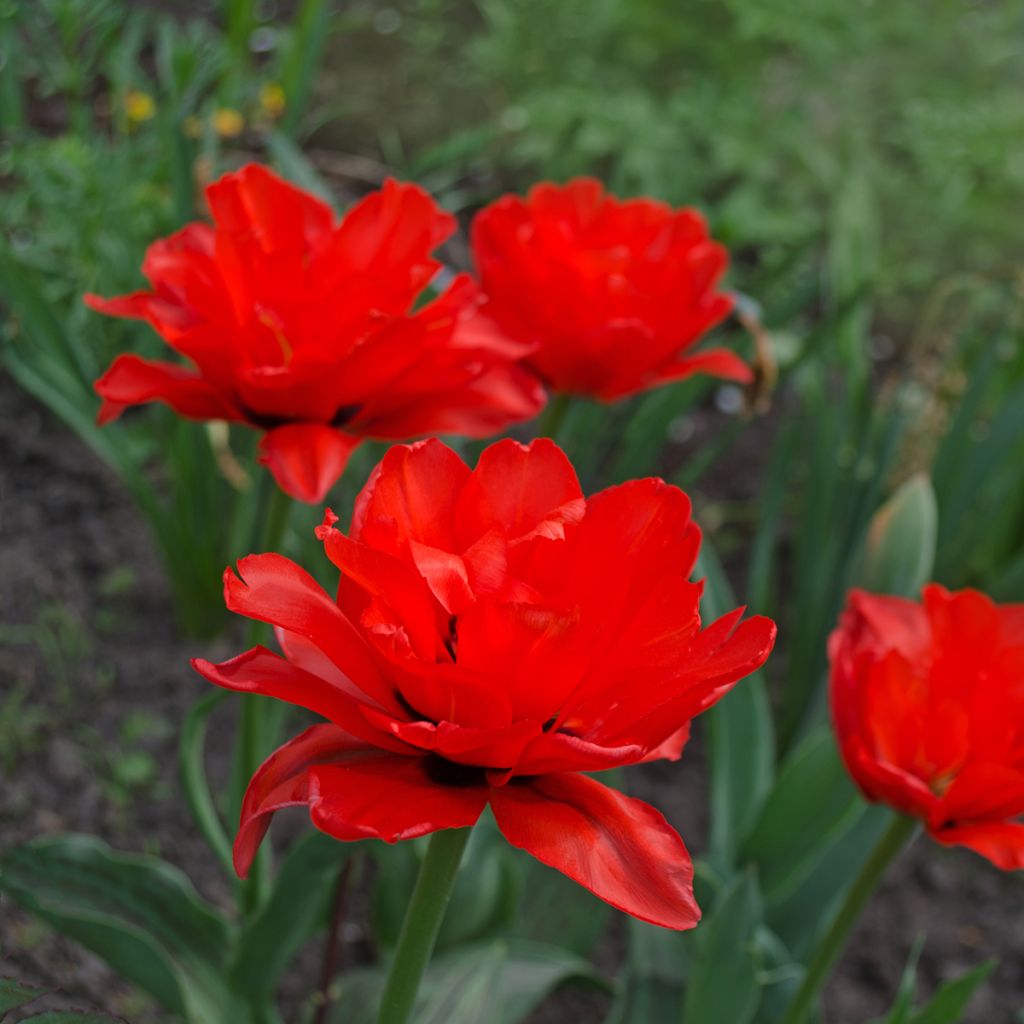 Tulipa Red Princess - Double Late Tulip
