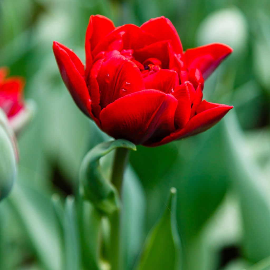 Tulipa Red Princess - Double Late Tulip