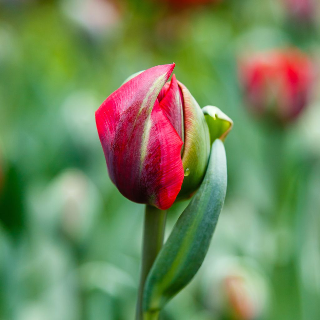 Tulipa Red Princess - Double Late Tulip