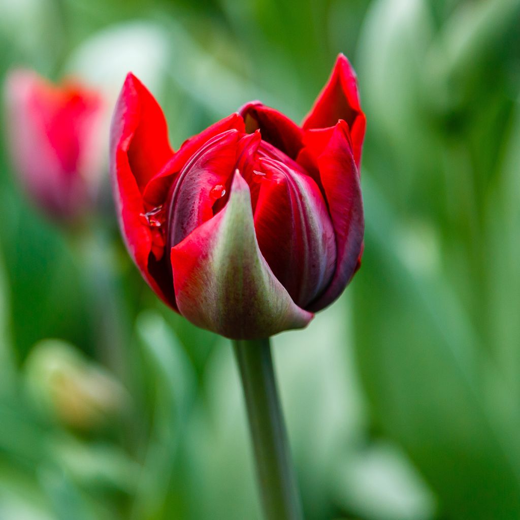 Tulipa Red Princess - Double Late Tulip