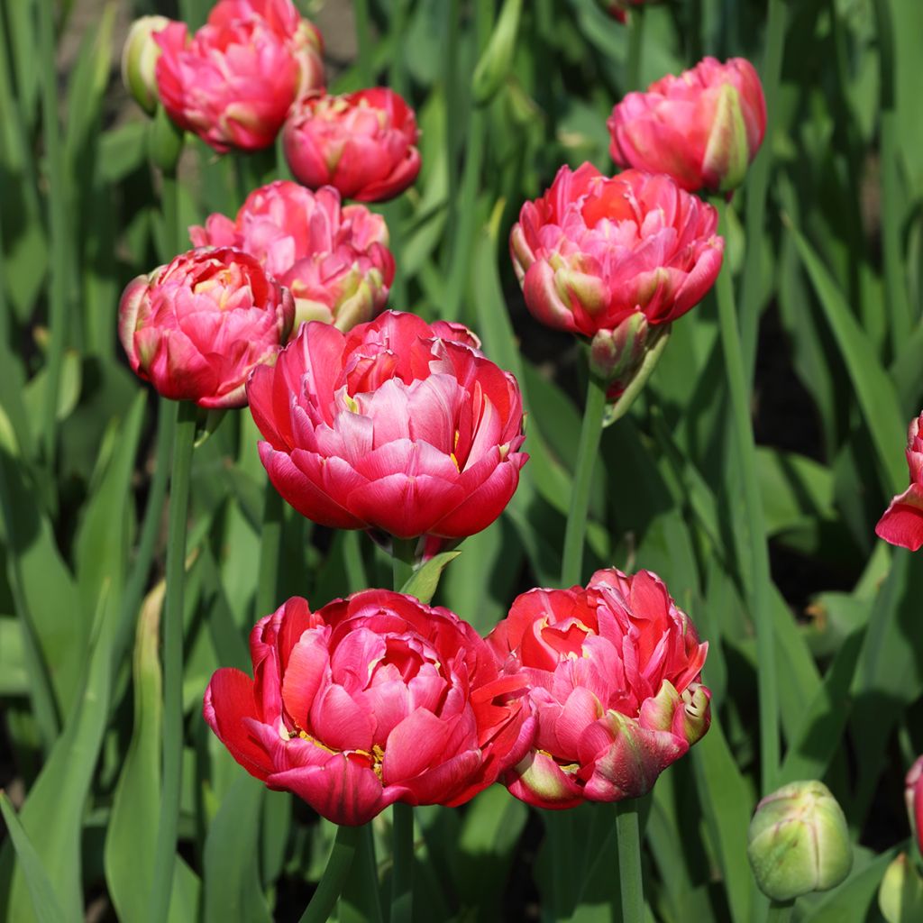 Tulipa Renown Unique - Double Late Tulip