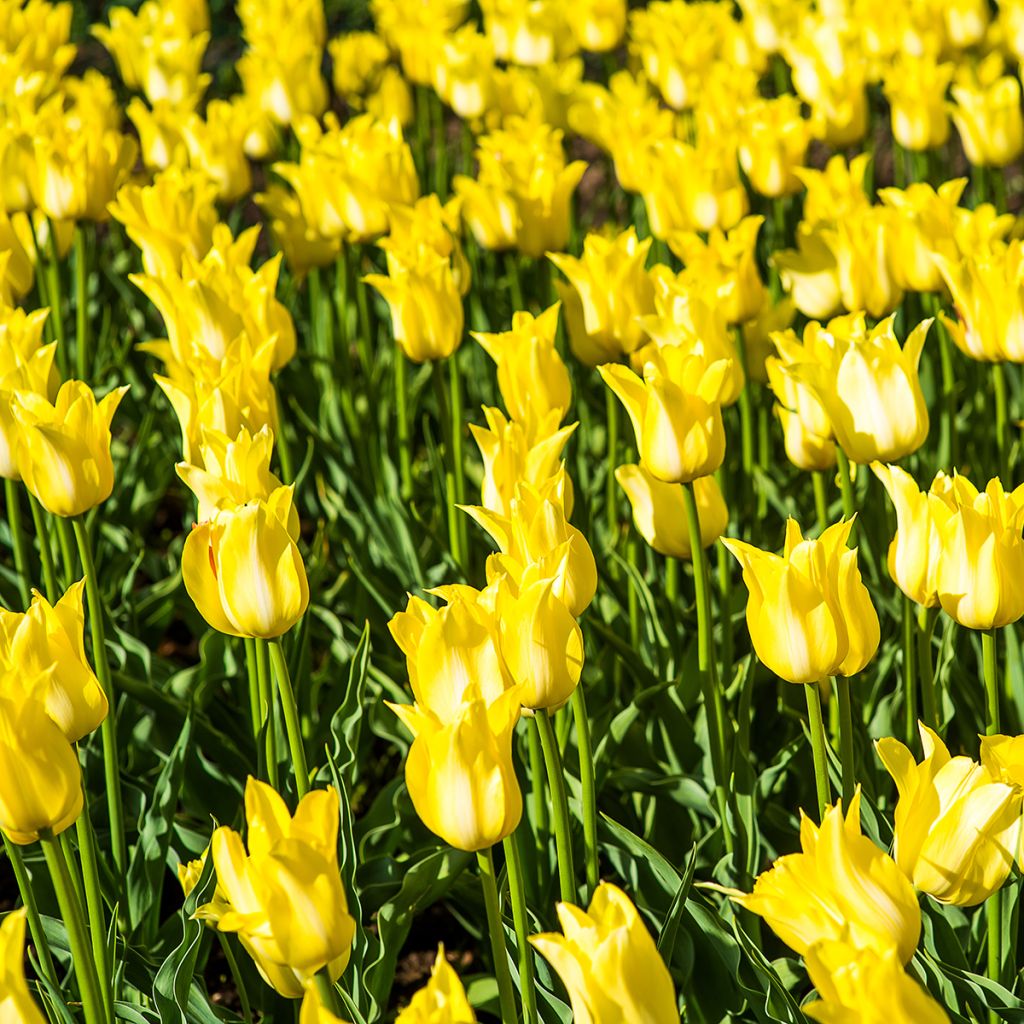 Tulipa Ballade Gold - Lily flowering Tulip