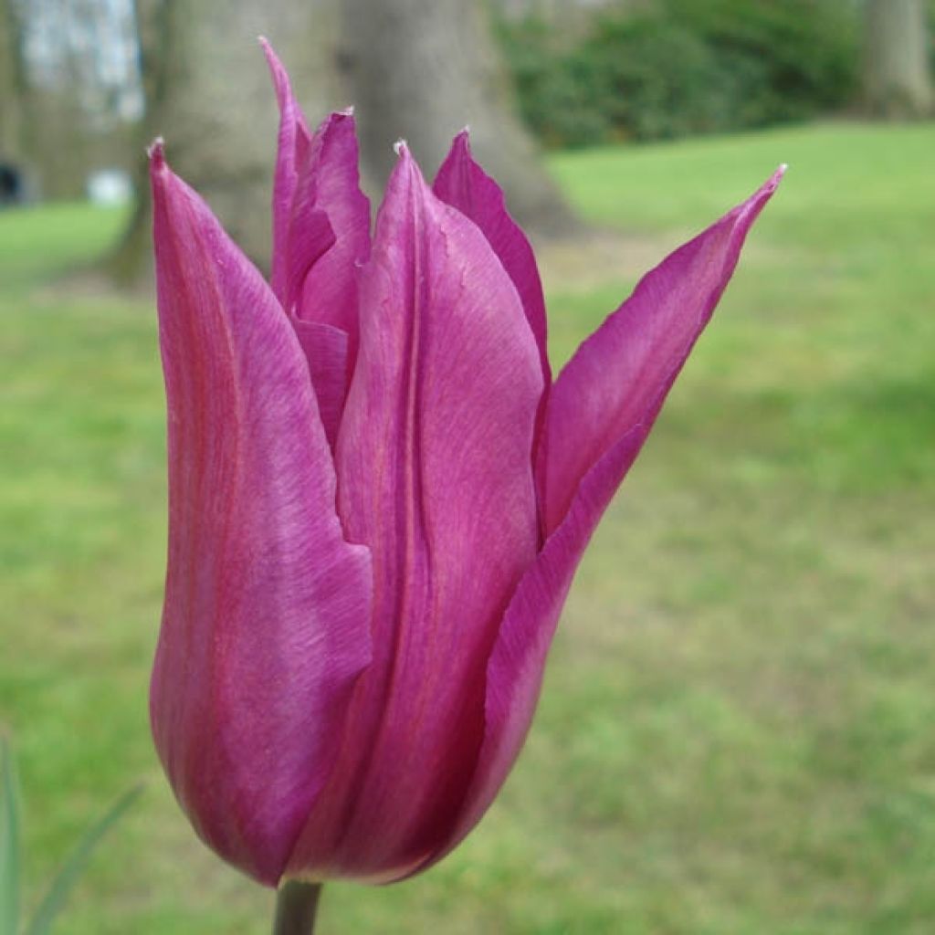 Tulipe Fleur de Lis Burgundy