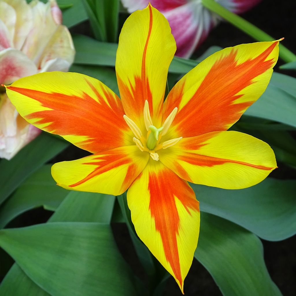 Tulipa Fire Wings - Lily flowering Tulip