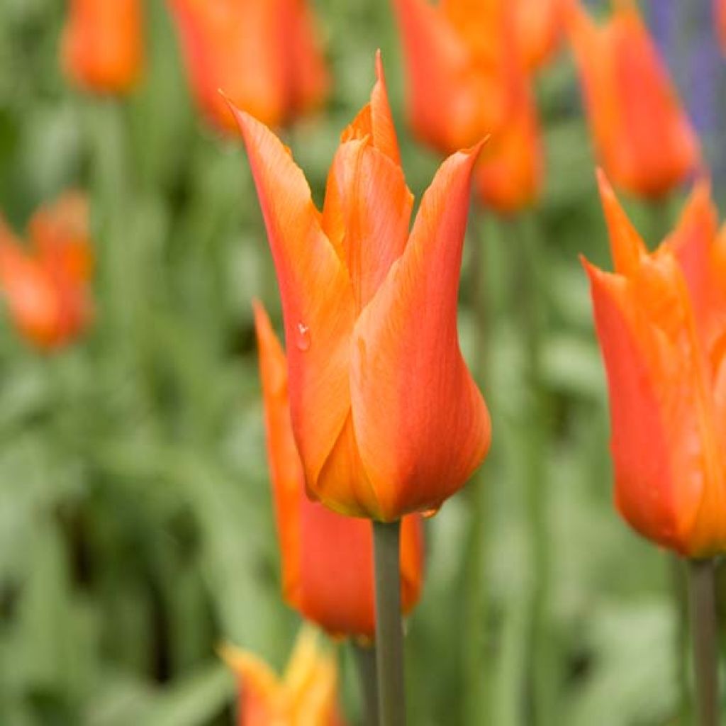 Tulipe Fleur De Lis Ballerina