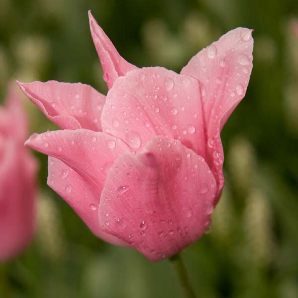 Tulipe Fleur de Lis China Pink