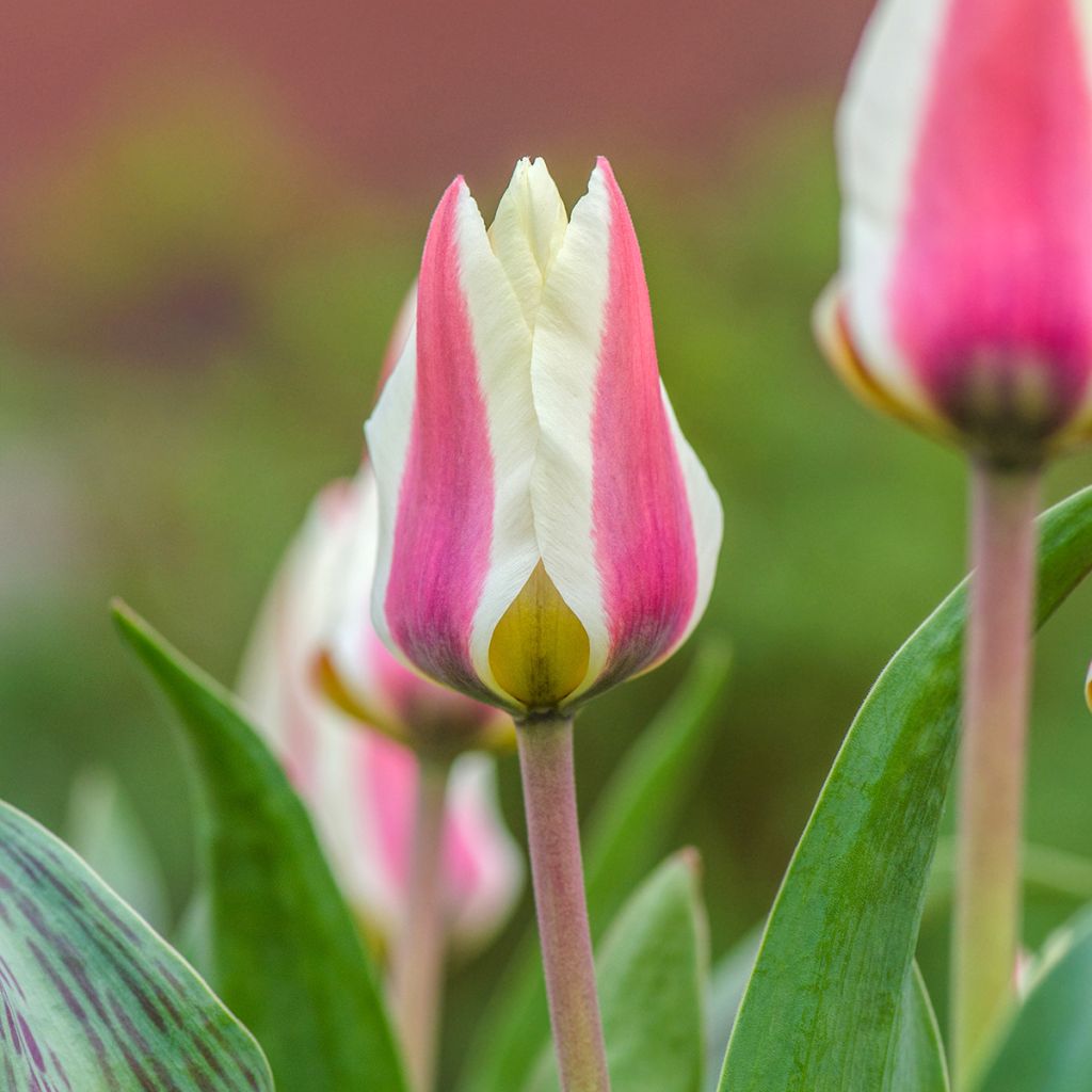 Tulipa fosteriana Border Legend