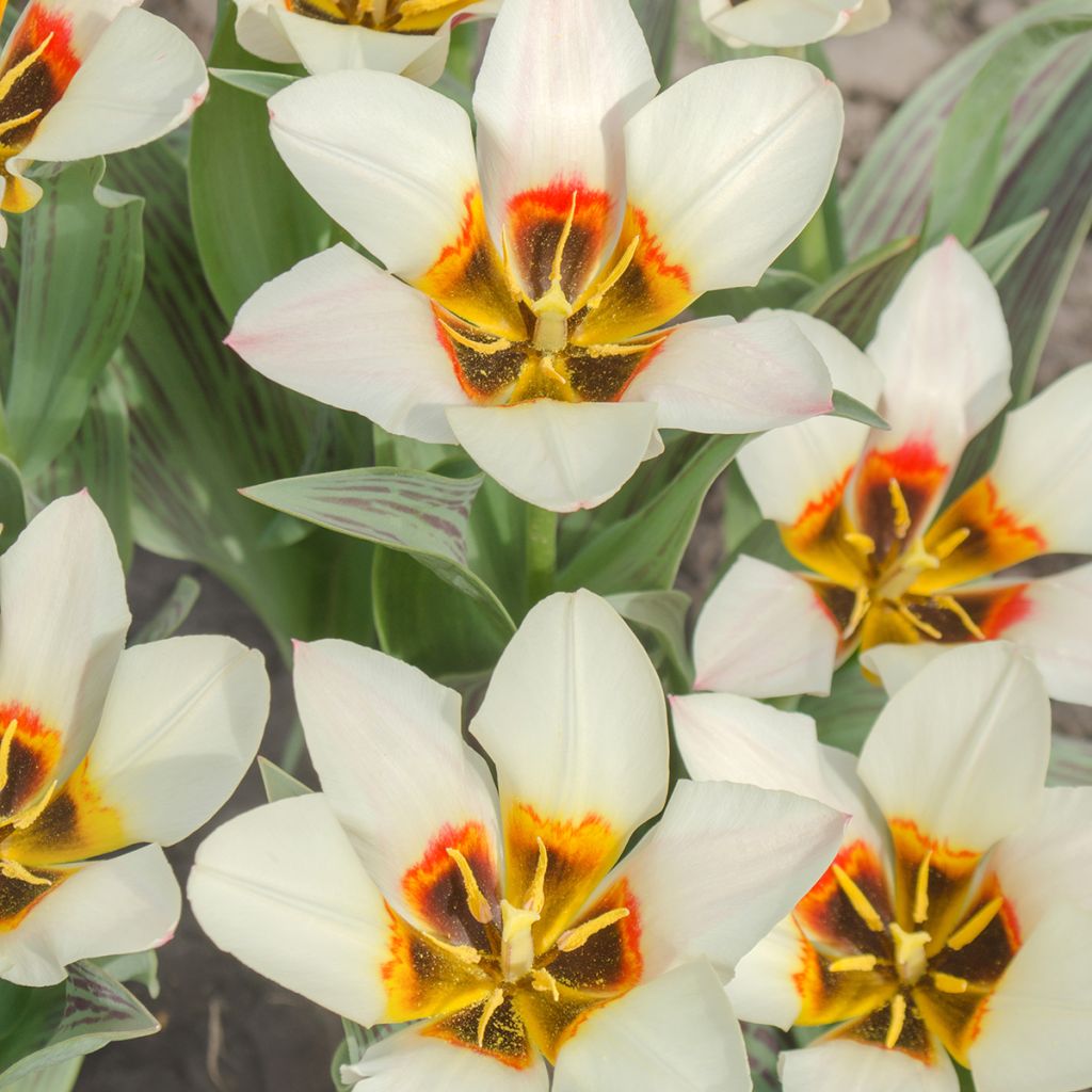 Tulipa fosteriana Border Legend