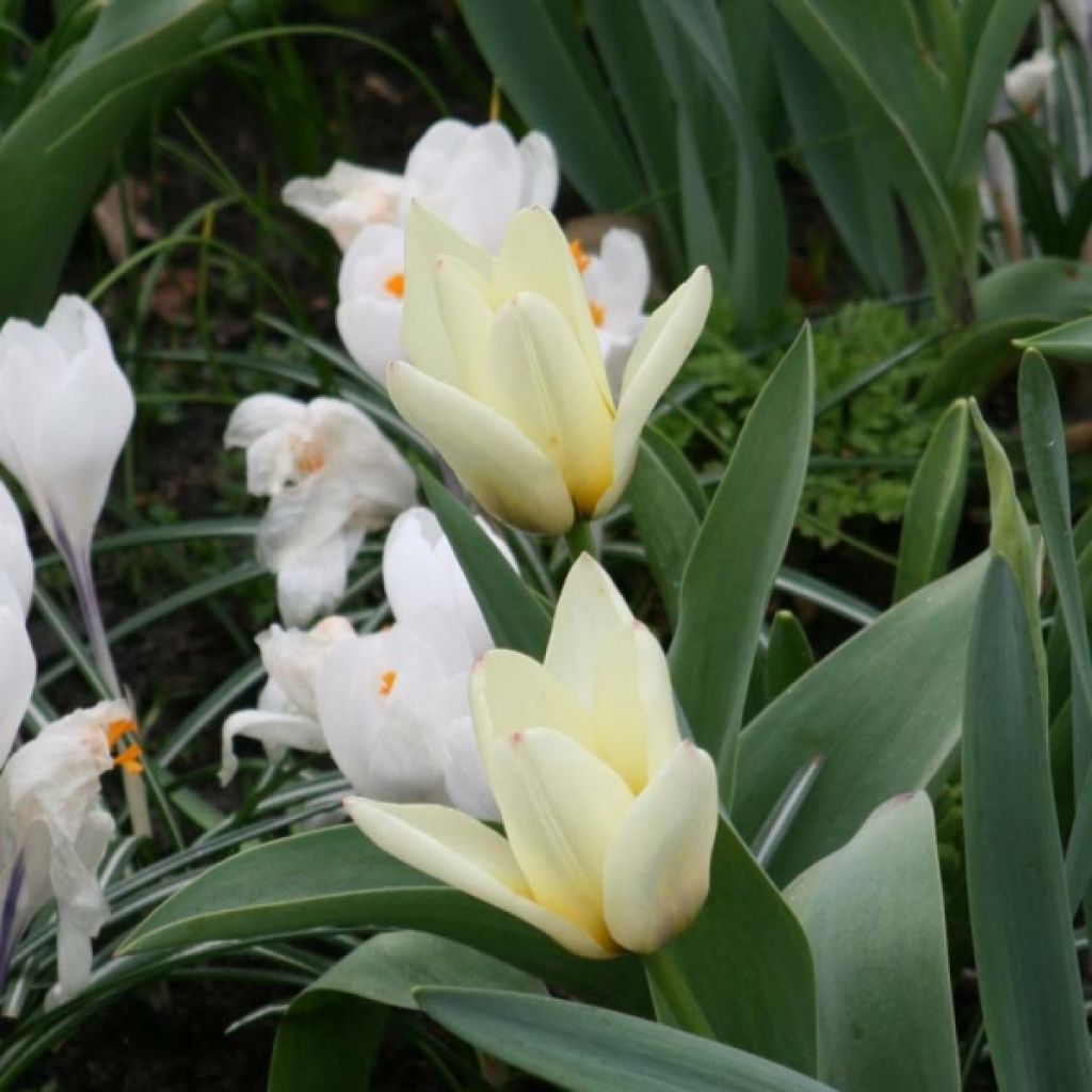 Tulipe Fosteriana Concerto