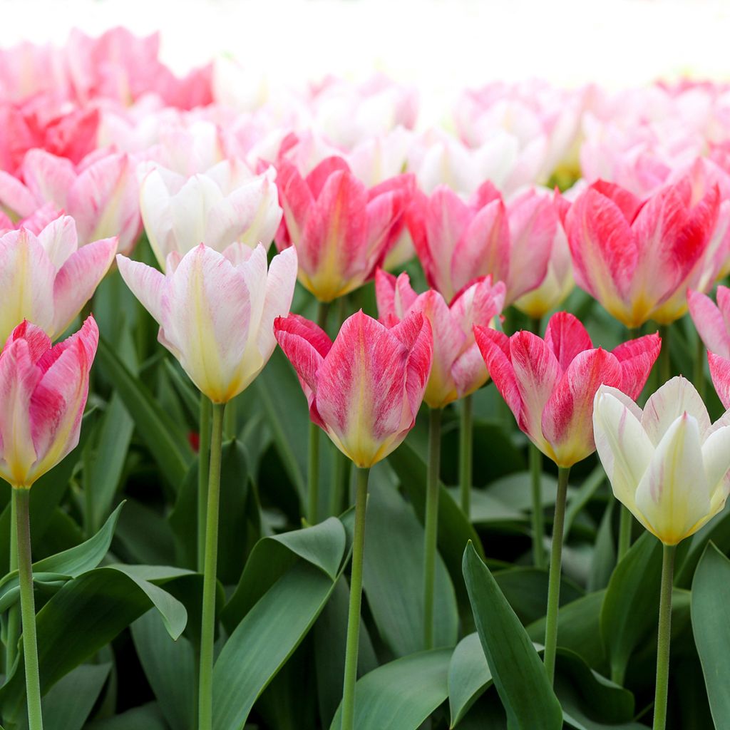 Tulipa Flaming Purissima