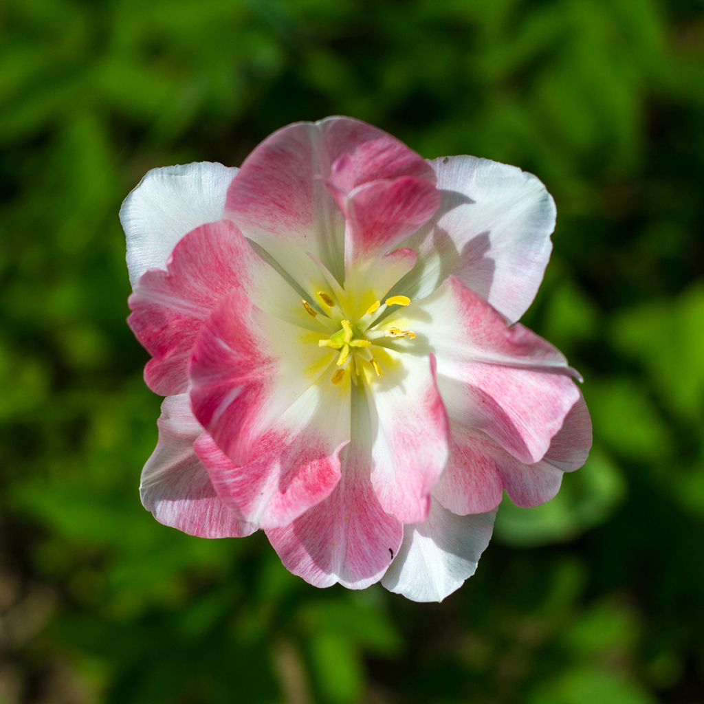 Tulipa Flaming Purissima