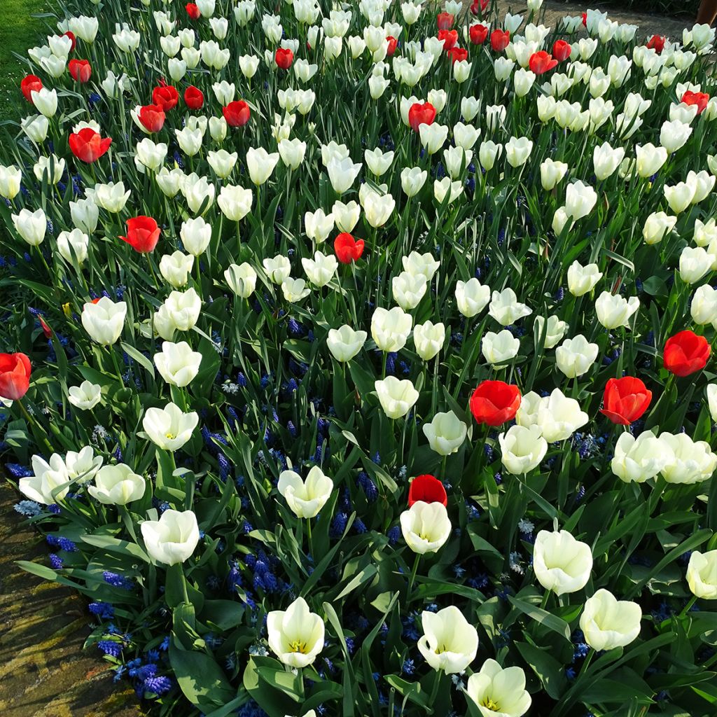 Tulipa fosteriana Purissima