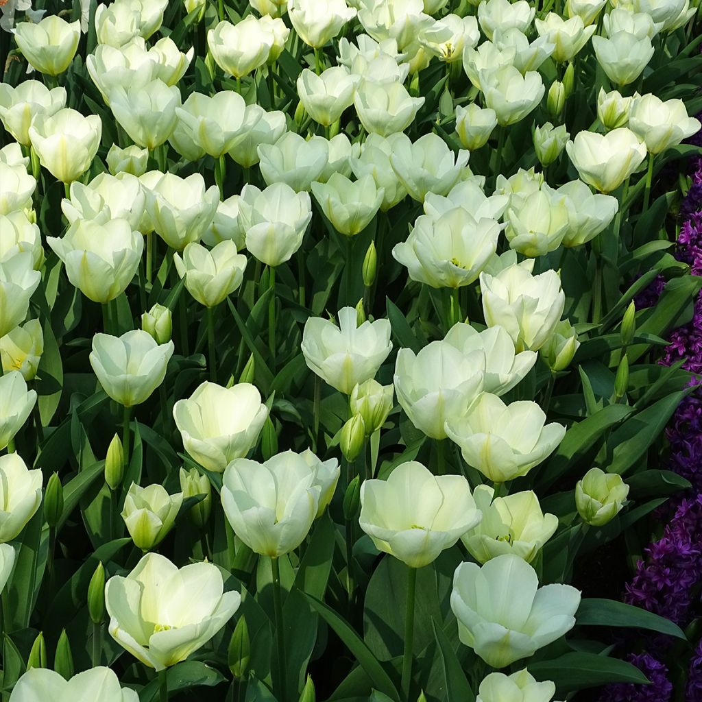 Tulipa fosteriana Purissima