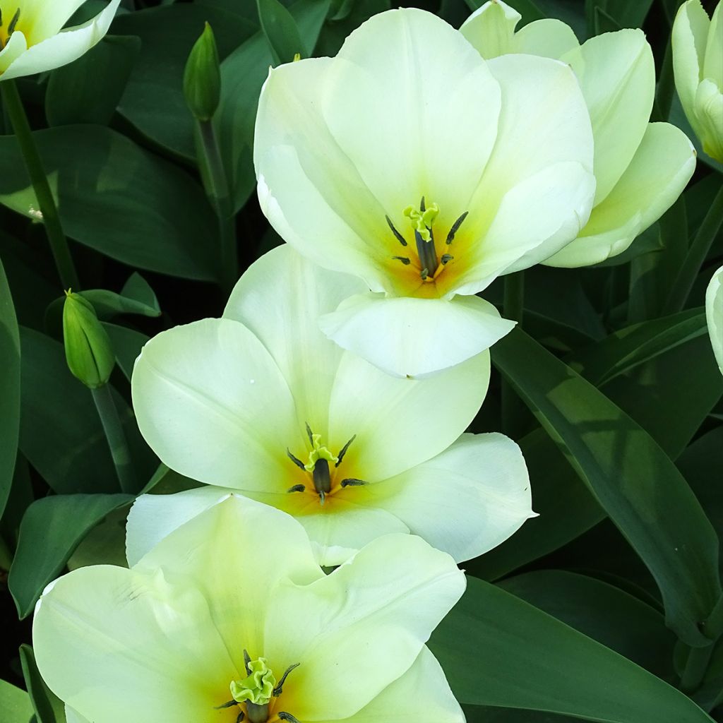 Tulipa fosteriana Purissima