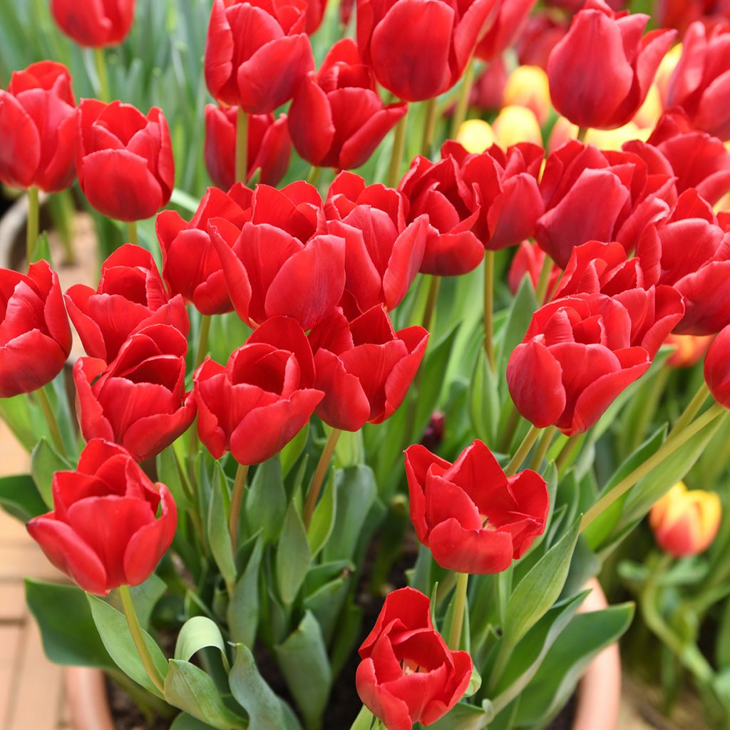 Tulipa Madame Lefeber