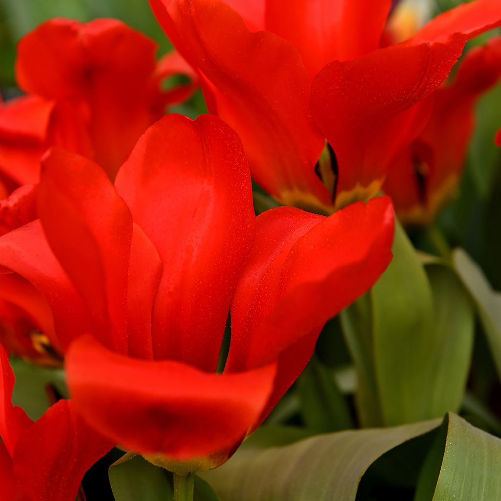 Tulipa Madame Lefeber
