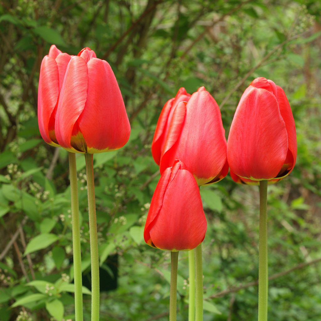 Tulipa Madame Lefeber